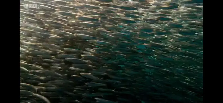 Anchovy sp. () as shown in Blue Planet II - Green Seas